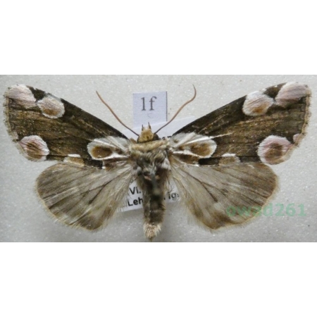 Thyatira batis (Linnaeus, 1758) Plamówka malinówka Czech1f